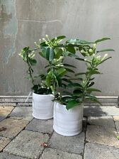Stephanotis