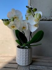 Tablo orchidee NIEUW