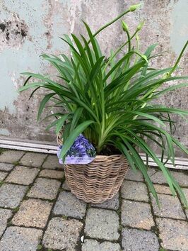 Agapanthus blauw