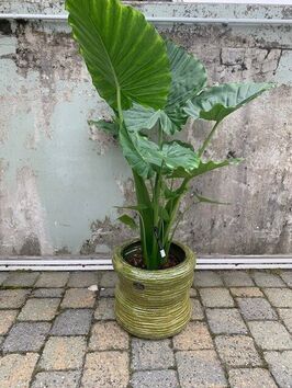 Alocasia Gageana