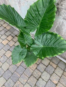 Alocasia Gageana