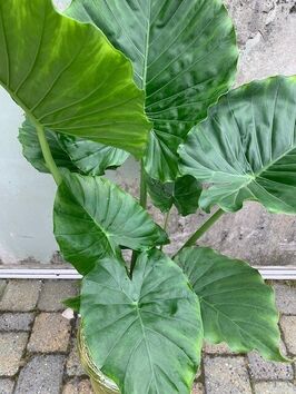 Alocasia Gageana