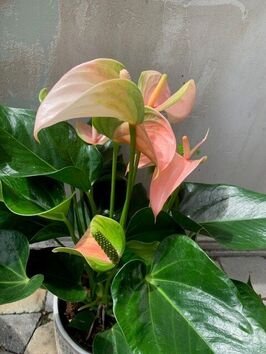 Anthurium