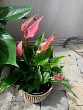 Anthurium