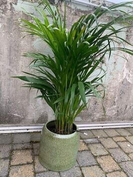 Areca (Dypsis Lutescens)