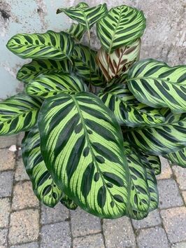 Calathea Makoyana