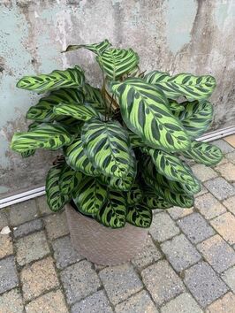 Calathea Makoyana