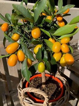 Citrus Kumquat