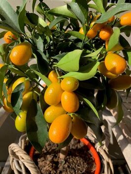 Citrus Kumquat