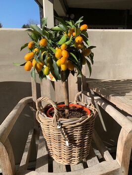 Citrus Kumquat