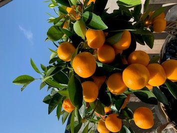 Citrus Kumquat