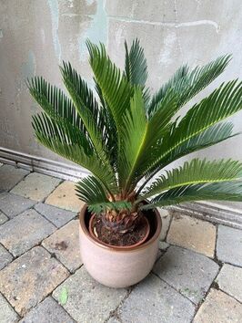 Cycas Revoluta