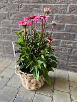 Echinacea Moodz