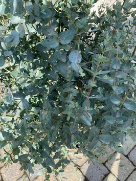 Eucalyptus Gunnii ( Gomboom)
