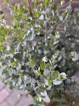 Eucalyptus Gunnii (Gomboom)