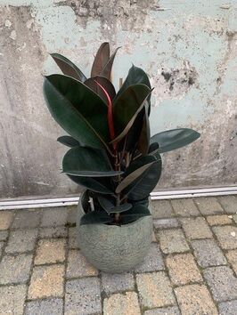 Ficus Elastica Abidjan