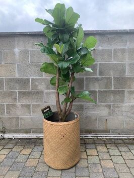 Ficus Lyrata