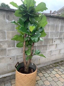 Ficus Lyrata