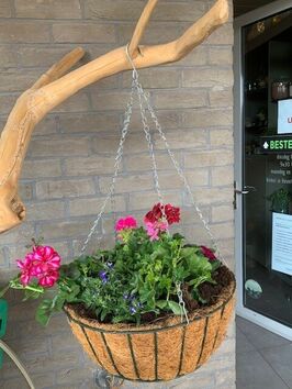 Hangingbasket lentebloeiers