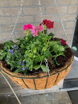 Hangingbasket lentebloeiers