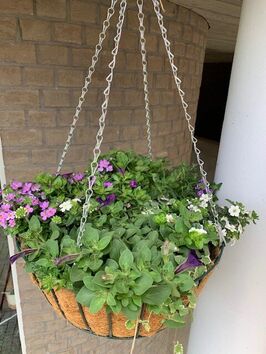 Hangingbasket lentebloeiers