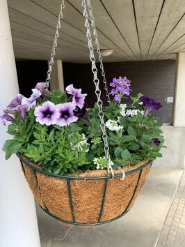 Hangingbasket lentebloeiers