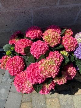 Hortensia