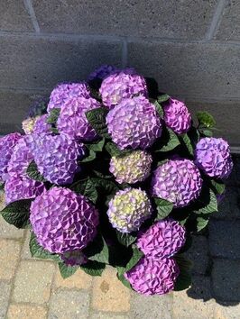 Hortensia