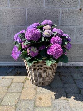 Hortensia