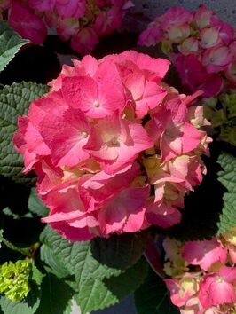 Hortensia