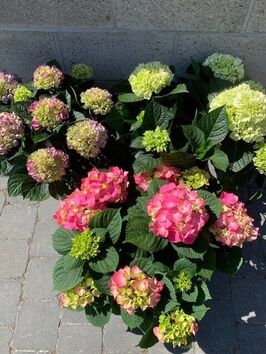 Hortensia