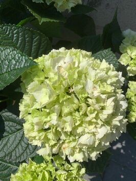 Hortensia