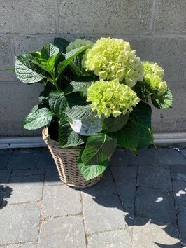 Hortensia
