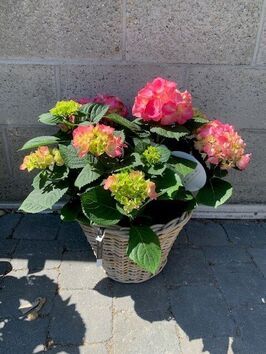 Hortensia
