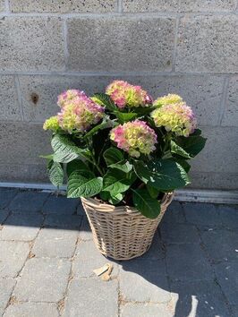 Hortensia