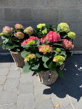 Hortensia