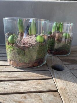 Hyacinten in glas