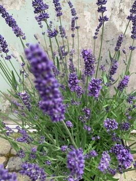 Lavendel: Lavandula  angustifolia 