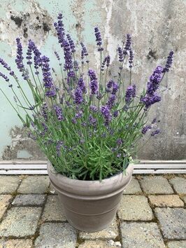 Lavendel: Lavandula  angustifolia 