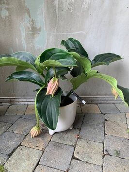 Medinilla Magnifica