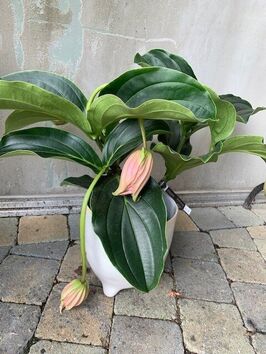 Medinilla Magnifica