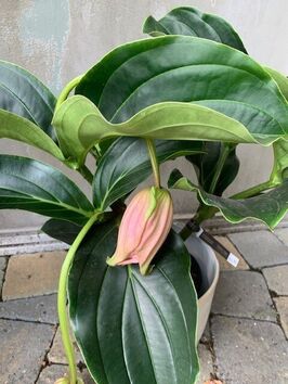 Medinilla Magnifica