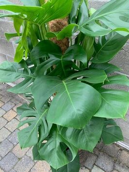 Monstera Deliciosa (gatenplant)