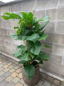 Monstera Deliciosa (gatenplant)