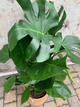 Monstera Deliciosa (gatenplant)