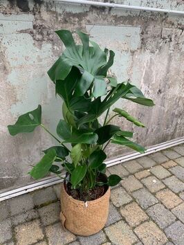 Monstera Deliciosa (gatenplant)