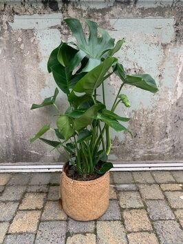 Monstera Deliciosa (gatenplant)