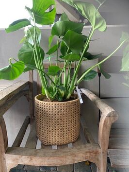 Monstera Deliciosa (gatenplant)