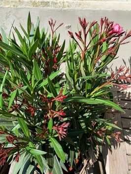 Oleander