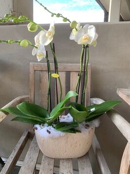 Orchidee-coupe